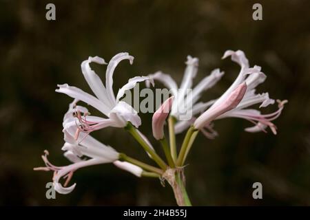 Nahaufnahme der Blüten von Nerine bowdenii 'Ostara' im Herbst vor dunklem Hintergrund Stockfoto