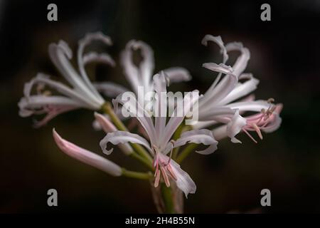 Nahaufnahme der Blüten von Nerine bowdenii 'Ostara' im Herbst vor dunklem Hintergrund Stockfoto