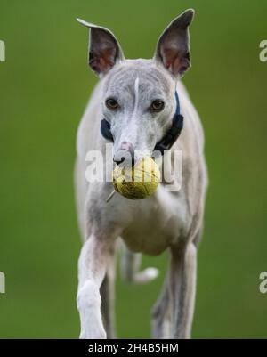 Whippet Hund trainieren in einem Garten mit einem Gummiball. Stockfoto