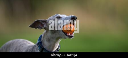 Whippet Hund trainieren in einem Garten mit einem Gummiball. Stockfoto