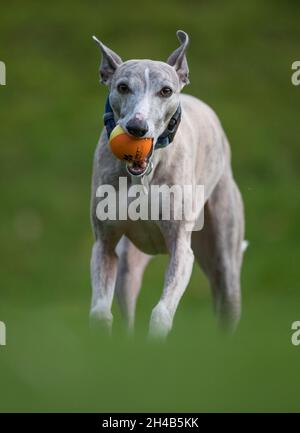 Whippet Hund trainieren in einem Garten mit einem Gummiball. Stockfoto