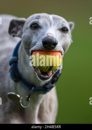 Whippet Hund trainieren in einem Garten mit einem Gummiball. Stockfoto