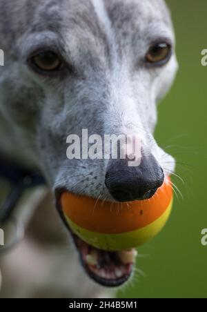 Whippet Hund trainieren in einem Garten mit einem Gummiball. Stockfoto