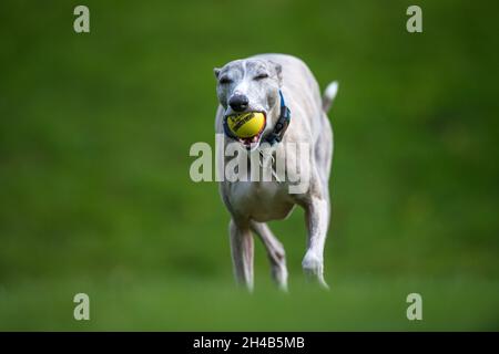 Whippet Hund trainieren in einem Garten mit einem Gummiball. Stockfoto