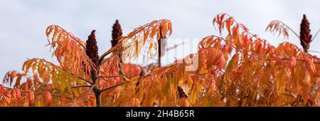 Panorama von Blättern und Sumach-Früchten des Hirschhornbaums (Rhus typhina) im Herbst Stockfoto