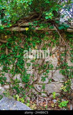 Alte Steinmauer ist mit grünen Pflanzen bedeckt, graue Steinmauer, altes Gebäude, die Natur beansprucht zurück, was wir bauen Stockfoto