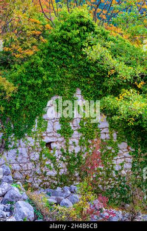 Verlassene Haus, Pflanzen an Hauswänden, Hauswände aus Steinen, Baum wächst in der Nähe des Hauses Stockfoto