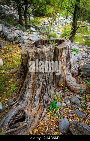 Hohler alter Baumstamm mit neuem Baum, der daraus wächst. Stockfoto