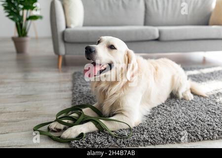 Bezaubernder goldener Retriever, der auf weichem Teppich mit Leine liegt und auf seinen täglichen Spaziergang zu Hause wartet, Platz zum Kopieren. Niedlichen Haustier Hund entspannen auf dem Boden im Wohnzimmer ro Stockfoto