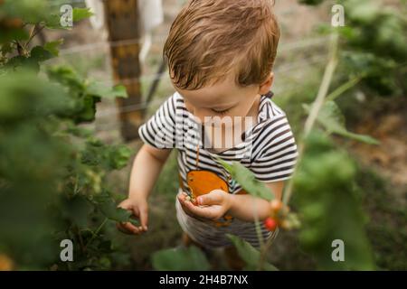 Blonde kleine Junge pflücken rote Johannisbeeren im Garten und Blick auf t Stockfoto