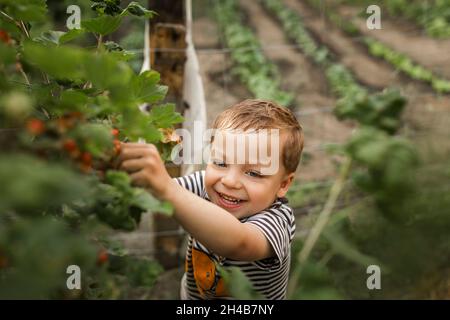 Lachender blonder Junge mit blauen Augen, der in Garde rote Johannisbeeren pflückt Stockfoto