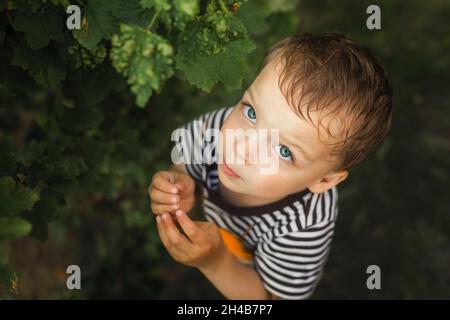 Kleiner blonder Junge mit blauen Augen, der neben der roten Johannisbeere steht und Stockfoto