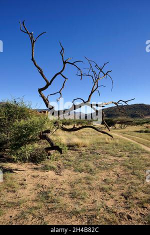 Bauernhof Omandumba (Guest Farm): totes Kamel Thorn Tree (Acacia Erioloba) im Erongo Gebirge in der Nähe von Omaruru, Erongo Region, Namibia Stockfoto