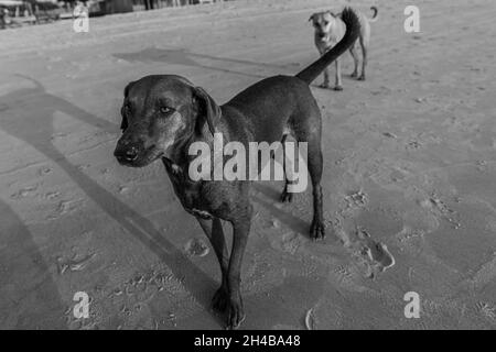 Graustufenaufnahme von zwei Hunden, die auf dem Sand laufen Stockfoto