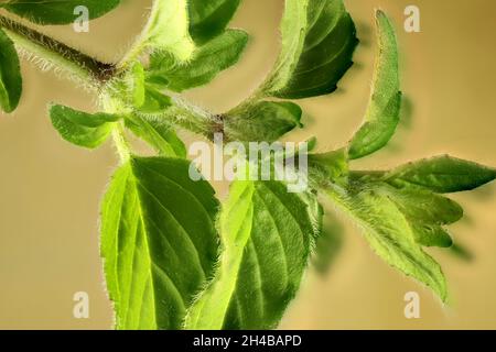 Makroansicht des Stiels und der Blätter der Australian Native Mint (Mentha australis) Stockfoto