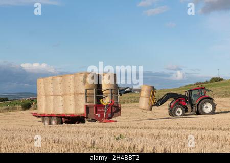 Ein Landwirt lädt einen Trailer mit Strohballen auf dem Farmland in Autumn Sunshine Stockfoto