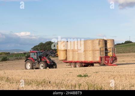 Ein roter Traktor, der Strohballen in einem kürzlich geernteten Stoppelfeld in Autumn Sunshine auf einen Anhänger lädt Stockfoto