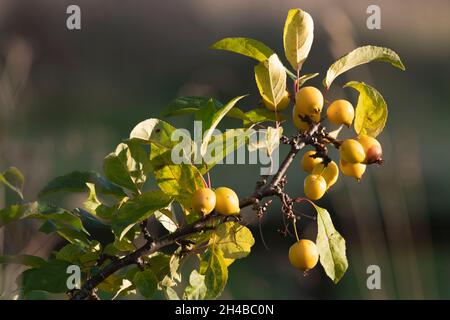 Ein Zweig eines Krabbelbaums (Malus 'Golden Hornet') mit reifen Krabben und Herbstlaub Stockfoto