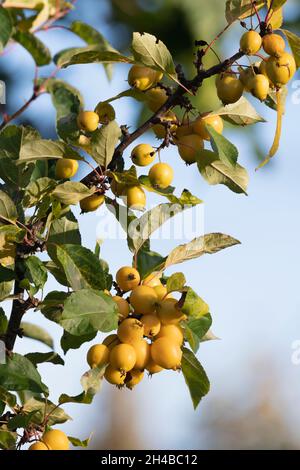 Eine Ernte reifer gelber Früchte auf einem Krabbenapfelbaum (Malus 'Golden Hornet') an einem sonnigen Herbstnachmittag Stockfoto