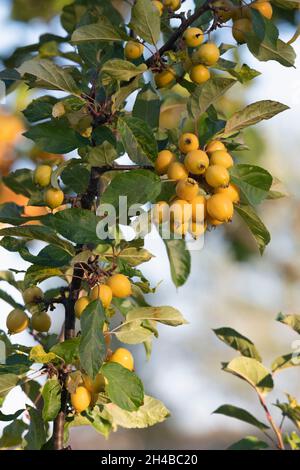 Reife gelbe Krabben auf einem Malus 'Golden Hornet' Baum in Herbstsonnenstrahlen Stockfoto