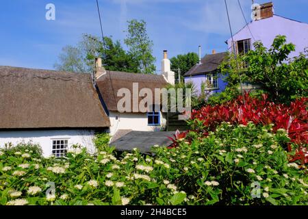 Bunte strohgedeckte Hütten, Blumen und Laub in Uplyme, Lyme Regis an der Grenze zu Devon Dorset, England Stockfoto