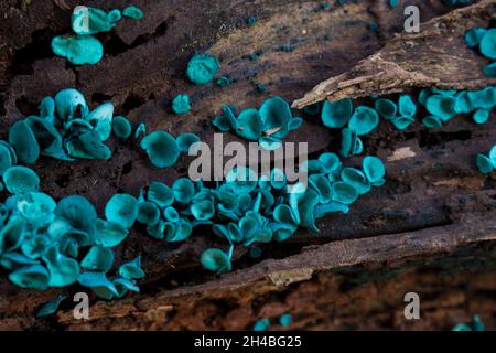 Grüner elfcup oder der grüne Holzbecher - Chlorociboria aeruginascens Stockfoto