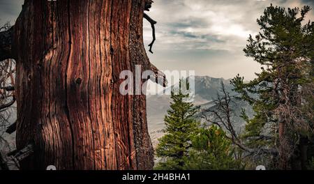 Baum ohne Rinde mit einer schönen Textur, hinter der man die Gipfel des Berges sehen kann Stockfoto