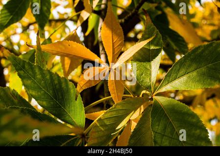 Changing leaves at the end of summer Stockfoto