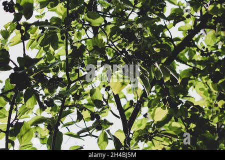 Blick auf die Sonne, die durch die Blätter eines Baumes mit Beeren kommt Stockfoto