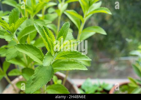 Nahaufnahme der Blätter von Kerzenblättern mit Tageslicht in Innenräumen Stevia rebaudiana Stockfoto