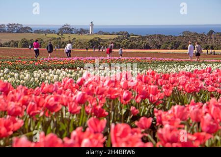 Tabelle Cape Tulip Farm Stockfoto