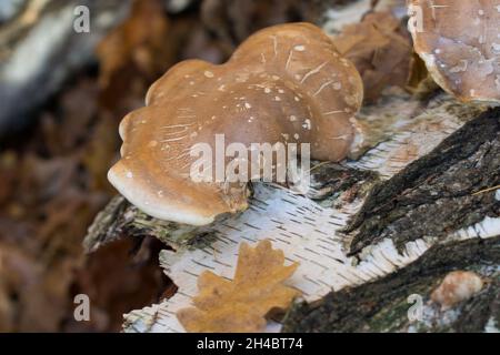 Fomitopsis betulina, Piptoporus betulinus, Birkenpolypore auf gefallener Baumkeule Stockfoto