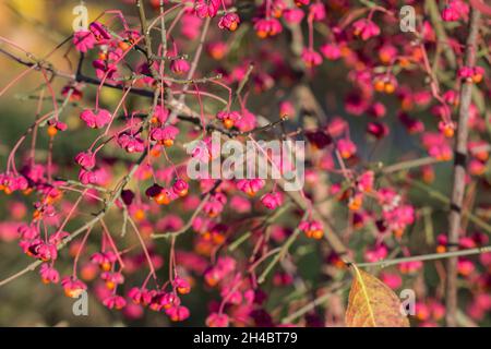 Euonymus europaeus, Europäische Spindelfrüchte auf Zweig Nahaufnahme selektiver Fokus Stockfoto