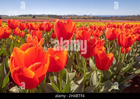 Tabelle Cape Tulip Farm Stockfoto