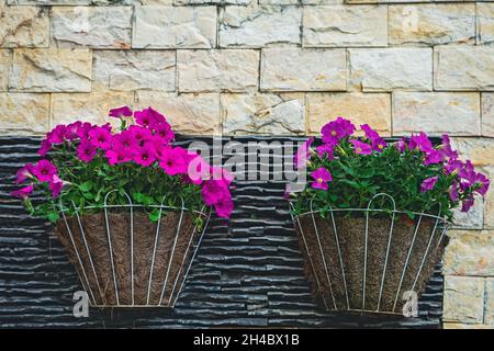 Die Blume wächst in Töpfen mit Kokosnusskokos, die an der Steinmauer hängen. Hängen Sie den Kokofaserkorb in einen schmiedeeisernen Halter. Stockfoto