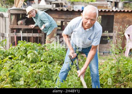 Älterer Mann gräbt bis Kartoffeln im Garten Stockfoto