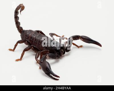 Juveniler asiatischer Waldskorpion (Heterometrus-Art), isoliert auf Weiß Stockfoto