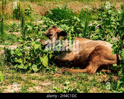 Tierisches junges Kuhkalb auf einer grünen Weide. Stockfoto