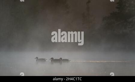 Geheimnisvolle Aufnahme von Enten, die an einem nebligen Tag im Wasser schwimmen Stockfoto