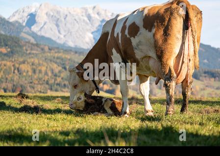 Neugeborenes Kalb mit seiner Mutter in einer natürlichen Landschaft an einem schönen Tag. Stockfoto