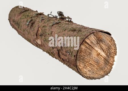 Ein Stück gesägtes Fichtenholz isoliert auf weißem Hintergrund Stockfoto