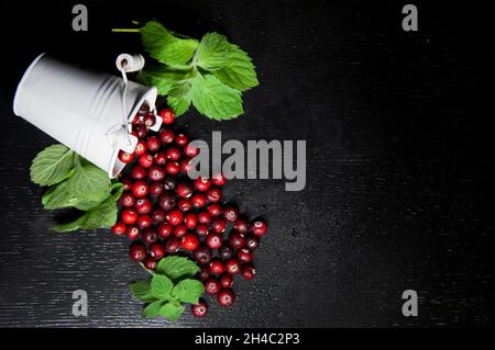 Preiselbeeren mit Minze werden aus dem weißen Eimer geströmt. Speicherplatz kopieren. Dunkler Hintergrund. Alles ist mit Wassertröpfchen bedeckt. Stockfoto