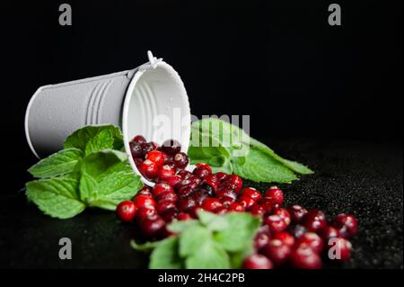 Cranberries mit Minze gießt aus dem Eimer. Dunkler Hintergrund. Alles ist mit Wassertröpfchen bedeckt. Stockfoto