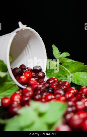 Preiselbeeren mit Minze werden aus dem weißen Eimer geströmt. Nahaufnahme. Dunkler Hintergrund. Stockfoto