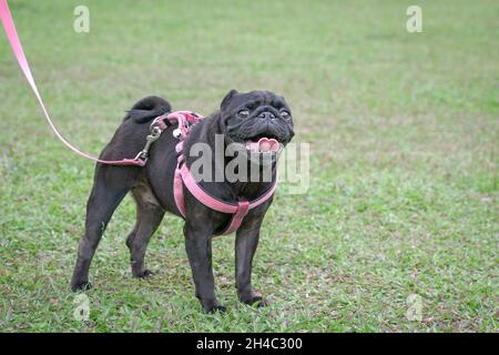 Schwarzer Moorhund auf dem Sportplatz. Speicherplatz kopieren. Stockfoto