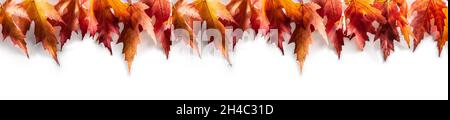Ahornblätter auf weißem Hintergrund als Panorama-Banner. Stockfoto