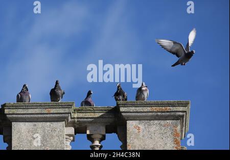 Cambridge, Großbritannien. November 2021. Tauben auf einem Dach mit einem wunderschönen blauen Himmel hinter ihnen in Cambridge, am 1. November 2021. Kredit: Paul Marriott/Alamy Live Nachrichten Stockfoto