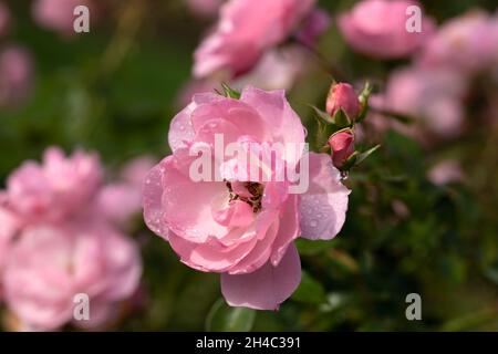 Nahaufnahme von Blumen der Rosa 'Bonica 82' mit Wassertropfen nach einem Regenschauer Stockfoto