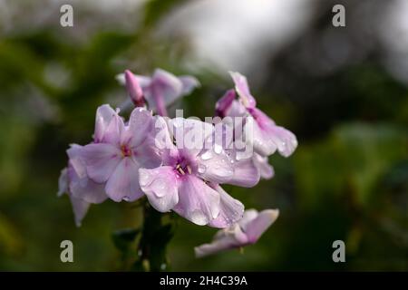 Nahaufnahme der Blumen von Phlox Paniculata 'Rosa Pastell' mit Wassertropfen nach einem Regenschauer Stockfoto