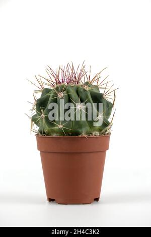 Nahaufnahme eines ferocactus latispinus in einem kleinen Plaktattopf auf weißem Hintergrund Stockfoto